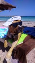 American staffordshire terrier dog with a bandana, cap and sunglasses Royalty Free Stock Photo