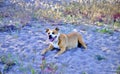 American staffordshire terrier dog on a bech on warm summer day