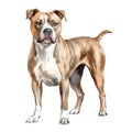 American Staffordshire Terrier dog breed watercolor illustration. Pet drawing on white background. AI Generated. Royalty Free Stock Photo