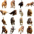 American Staffordshire Terrier dog collage running catching hunting straight on camera isolated on white background at full speed Royalty Free Stock Photo