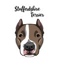 American Staffordshire Terrier dog face. Dog head muzzle. Dog breed. Vector.