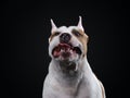 An American Staffordshire Terrier gazes upward against a black background Royalty Free Stock Photo