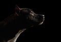 American Staffordshire Terrier Dog Isolated on Black Background Royalty Free Stock Photo