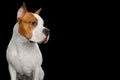 American Staffordshire Terrier Dog Isolated on Black Background Royalty Free Stock Photo