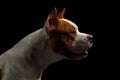 American Staffordshire Terrier Dog Isolated on Black Background Royalty Free Stock Photo