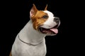 American Staffordshire Terrier Dog Isolated on Black Background Royalty Free Stock Photo