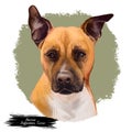 American Staffordshire Terrier dog isolated hand drawn digital art illustration. Amstaff medium-sized, short-coated American dog