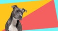 American Staffordshire Terrier dog, looking away on multicoloured background