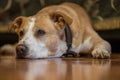 American staffordshire terrier dog lying down Royalty Free Stock Photo