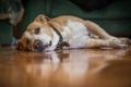 American staffordshire terrier dog lying down Royalty Free Stock Photo