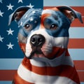 American Staffordshire Terrier dog portrait with american flag on background Royalty Free Stock Photo