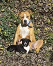 american staffordshire terrier dog and puppy on an autumn leaves Royalty Free Stock Photo