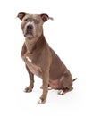 American Staffordshire Terrier Dog Sitting Royalty Free Stock Photo