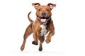 American Staffordshire Terrier Dog Sitting On A White Background