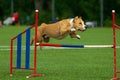 American Staffordshire Terrier dog on a summer day