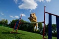 American Staffordshire Terrier dog on a summer day