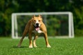 American Staffordshire Terrier dog on a summer day