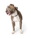 American Staffordshire Terrier Dog Tilting Head - Extracted Royalty Free Stock Photo