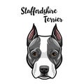 American Staffordshire Terrier face. Dog breed portrait. Staffordshire Terrier head, muzzle. Cute pet. Vector. Royalty Free Stock Photo