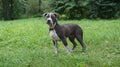 American Staffordshire Terrier Grey, 4 months old Royalty Free Stock Photo