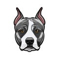 American staffordshire terrier head face. Dog portrait. Staffordshire terrier breed. Vector. Royalty Free Stock Photo