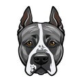 American staffordshire terrier head face. Dog portrait. Vector. Royalty Free Stock Photo