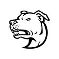 American Staffordshire Terrier Head Mascot Black and White Royalty Free Stock Photo