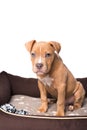 American staffordshire terrier on his bed Royalty Free Stock Photo