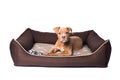 American staffordshire terrier on his bed Royalty Free Stock Photo