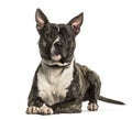 American Staffordshire Terrier lying against white background Royalty Free Stock Photo