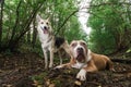 American Staffordshire Terrier lying on ground with mongrel dog in forest Royalty Free Stock Photo