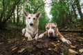 American Staffordshire Terrier lying on ground with mongrel dog in forest Royalty Free Stock Photo