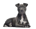 American Staffordshire terrier, 3 months old, lying Royalty Free Stock Photo