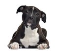 American Staffordshire terrier, 4 months old, lying Royalty Free Stock Photo