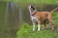 American Staffordshire Terrier Royalty Free Stock Photo