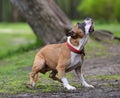 American Staffordshire Terrier Royalty Free Stock Photo