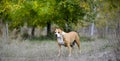 American Staffordshire Terrier pictured in nature