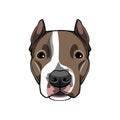 American staffordshire terrier portrait. Dog breed. Dog muzzle, head, face. Vector. Royalty Free Stock Photo