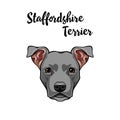 American Staffordshire Terrier portrait. Dog face, head, muzzle. Cute pet. Vector. Royalty Free Stock Photo