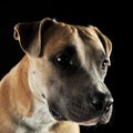 American staffordshire terrier portrait in studio Royalty Free Stock Photo