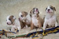 American staffordshire terrier puppies sitting near color