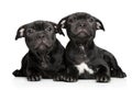 American Staffordshire terrier puppies on white background Royalty Free Stock Photo