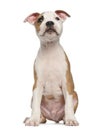 American Staffordshire Terrier puppy, 2 months Royalty Free Stock Photo