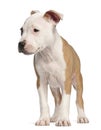 American Staffordshire Terrier puppy, 2 months Royalty Free Stock Photo