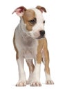 American Staffordshire Terrier puppy, 2 months Royalty Free Stock Photo