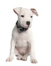 American Staffordshire terrier puppy (2 months) Royalty Free Stock Photo