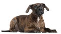 American Staffordshire Terrier puppy Royalty Free Stock Photo