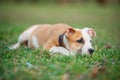 American Staffordshire terrier puppy Royalty Free Stock Photo