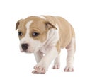 American Staffordshire Terrier Puppy Royalty Free Stock Photo