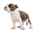 American Staffordshire Terrier Puppy Royalty Free Stock Photo